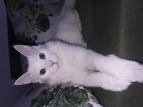 Chinchilla van kedisi kırması