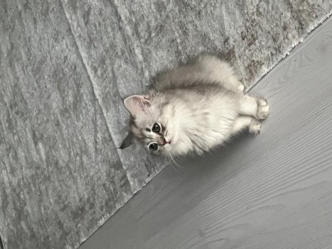 İlk yavru kedimiz babalık hakkımı veriyorum