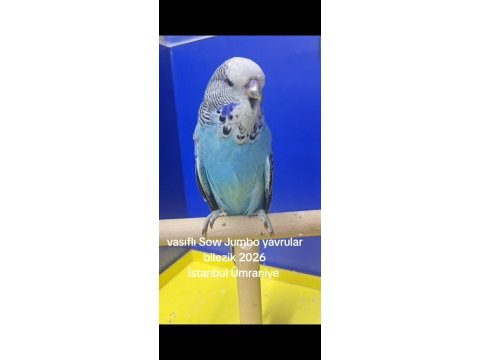 Şov jumbo muhabbet kuşu