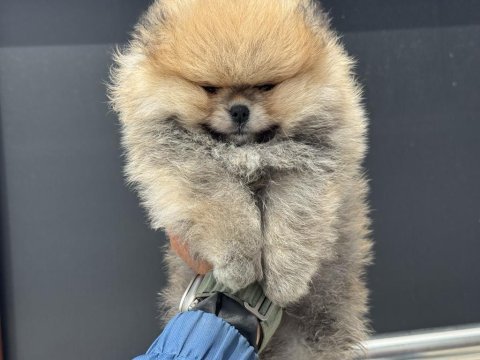 Petmode köpek çiftliğinde ziyarete açık pomeranian