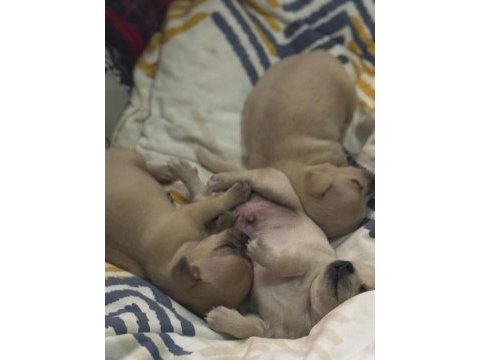 Erkek chihuahua yavrularımız