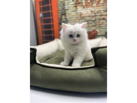 British longhair güzelliği @petclubadanaa