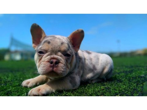 Lilac merle tan isabella carrier french bulldıog
