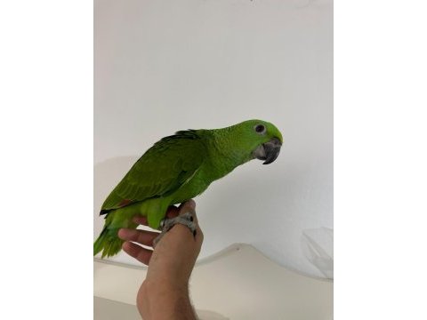 El besleme yeme düşmek üzere sarı ense amazon