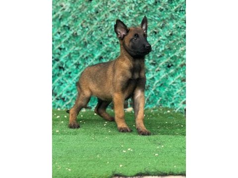 Sağlam kanattı sağlıklı malinois yavrular