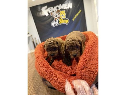 Toy poodle yavrularımızı mağazamızda canlı görün