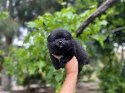 Rottweiler yavrularımız teslime hazır