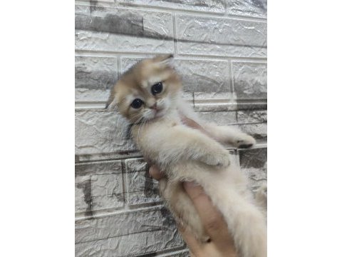Golden scottish fold bebeklerim
