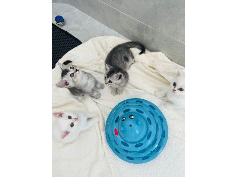 British shorthair