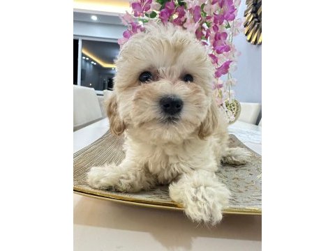 Maltipoo yavrum 55 günlük