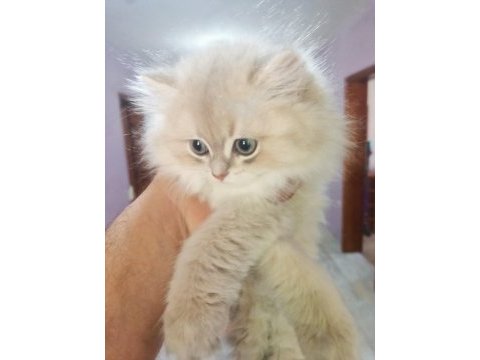 Saf kan british longhair blue golden yavrular