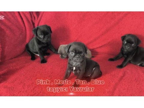Siyah renk pug mops yavruları