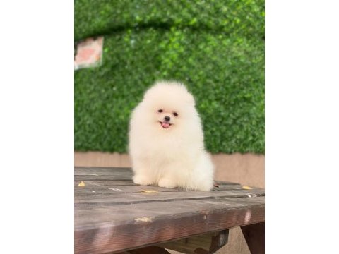 Ayı suralı pomeranian yavrularımız