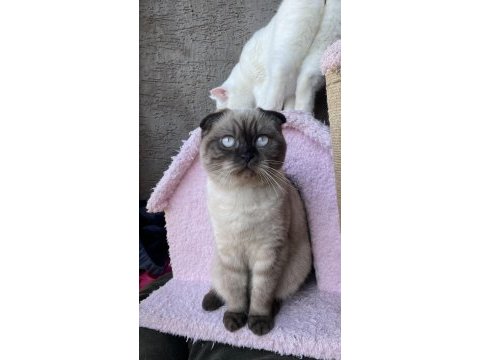 1.5 yaşında çok acil scottish fold