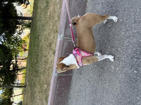 İnanılmaz uysal köpeğimiz yeni yuvasını arıyor