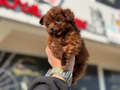 Petmode köpek çiftliğinden tea cup kore poodle