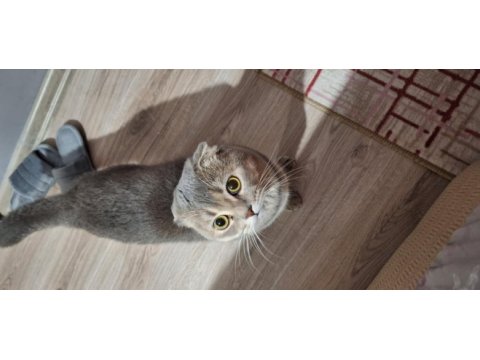 1 yaşında scottish fold açıklama okuyunuz