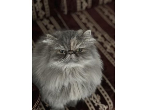 Güzel persian kızım