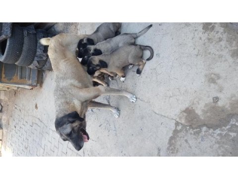 Karabaş kurtboğan ırkı köpeğimiz