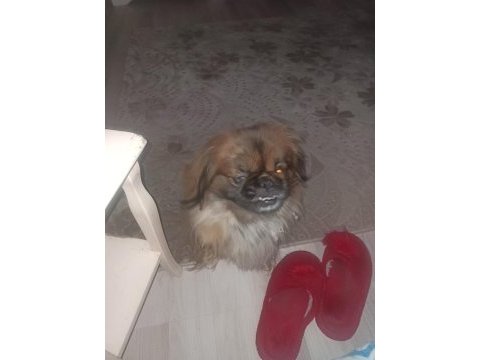 Pekinez köpeğimizi ücretsiz sahiplendirmek istiyoruz