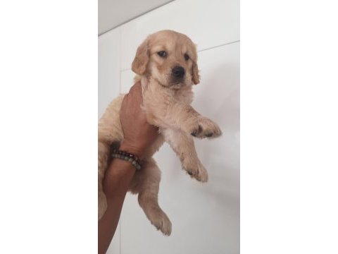Irk ve sağlık garantili golden retriever yavru