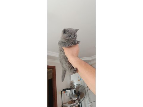 Safkan british shorthair cinsi yavrumuz teslime hazır