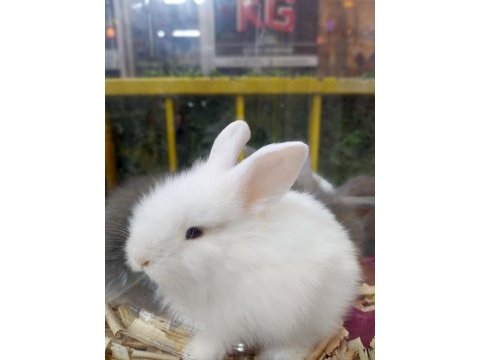 Lop tavşan