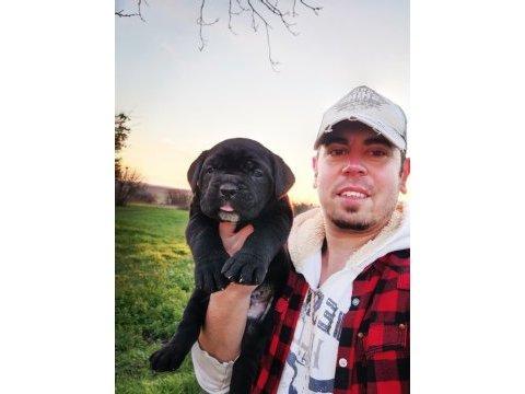 Şecereli cane corso yavruları