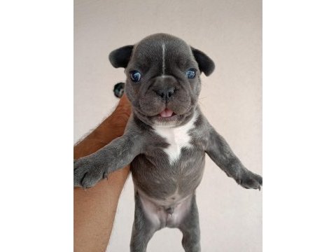 Blue french bulldog yavrular