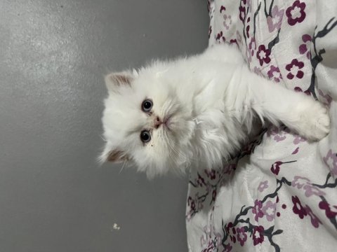 İran persian yavrularımıza yuva arıyoruz