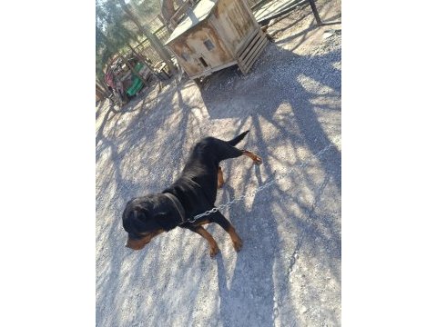 Orjinal rottweiler çiftleştirmeye uygun acil