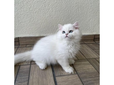 Asil yakışıklı british longhair oğlumuz