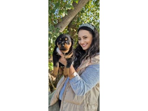 Rottweiler bebeğimiz