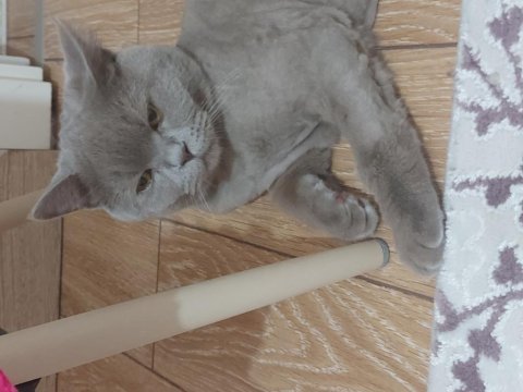 British longhair erkek 8 aylık