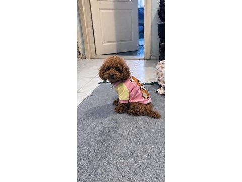 Toy poodle bebişler