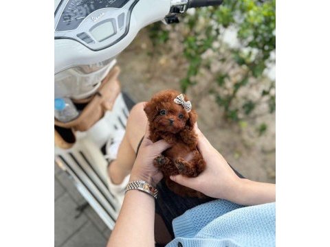 Orjinal toy poodle yavrumuz 