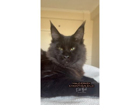 Her ile bizzat teslim xxl maine coon yavruları