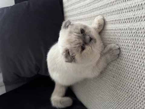 Scottish fold kedimiz