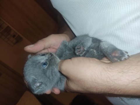Hemen sahiplendirilecektir scottish fold