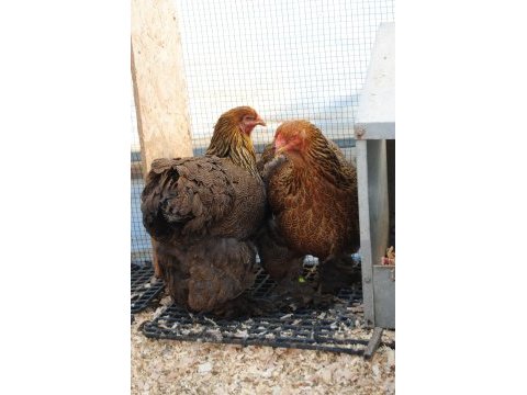 Gold brahma kuluçkalık yumurta & civciv