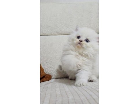 Muhteşem british longhair safkan yavrularım