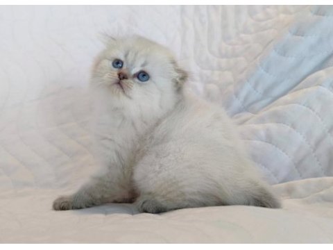 Dünyalar güzeli minik scottish fold kızımız