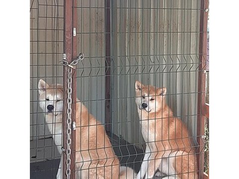 Erkek dişi japon akita