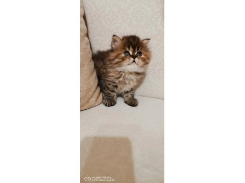 60 günlük dişi chinchilla