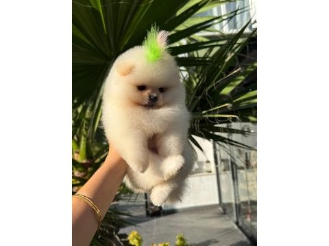 Mükemmel korekan teacup pomeranian boo