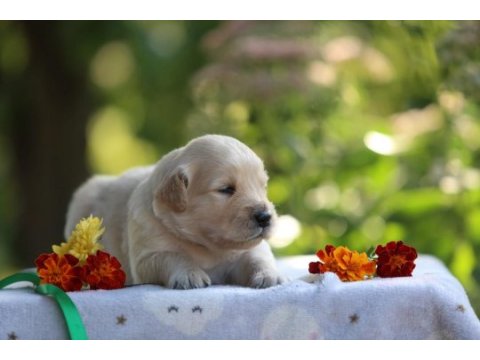 Golden retriever adrese teslim kapıda ödeme yapabilirsiniz