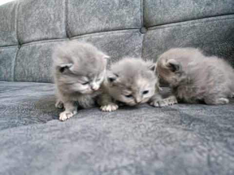 Yavrularımız scottish fold