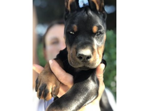 Avrupa kan katları doberman yavrular