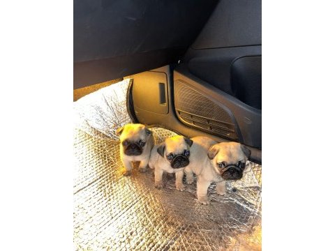 Pug mops bebekler