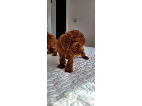 Orjınal poodle yavruları